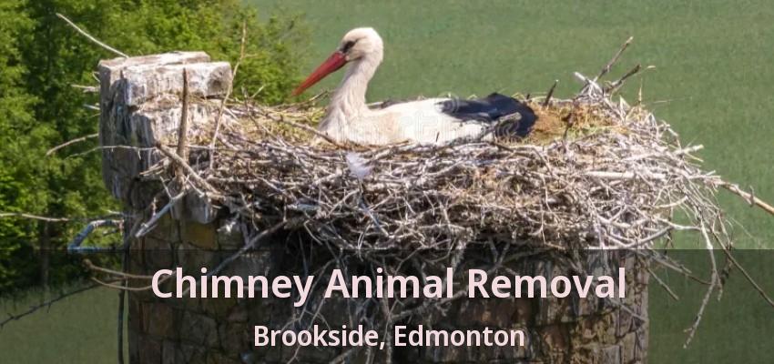Chimney Animal Removal Brookside, Edmonton - AB Chimney Animal Removal Brookside, Edmonton - AB