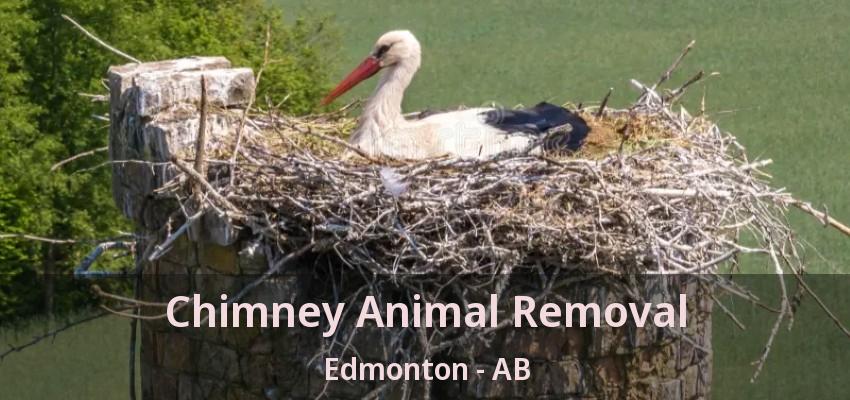 Chimney Animal Removal Edmonton - AB