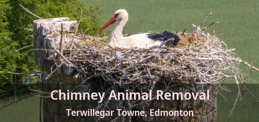 Chimney Animal Removal Terwillegar Towne, Edmonton - AB