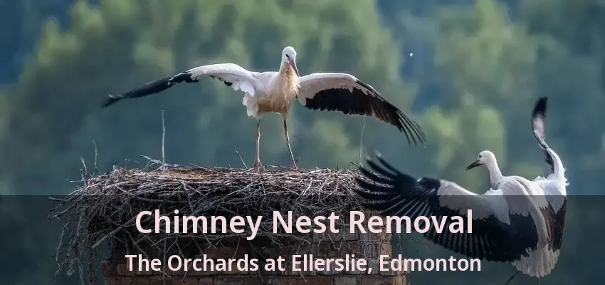 Chimney Nest Removal The Orchards at Ellerslie, Edmonton - AB